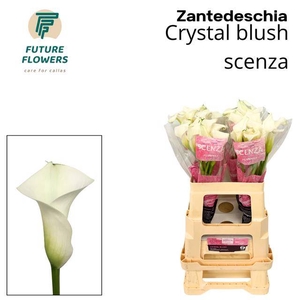 ZANT CRYSTAL BLUSH