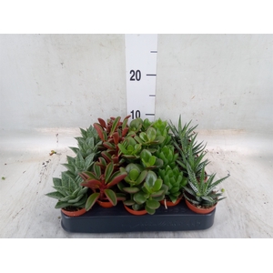 Planten  ..mix