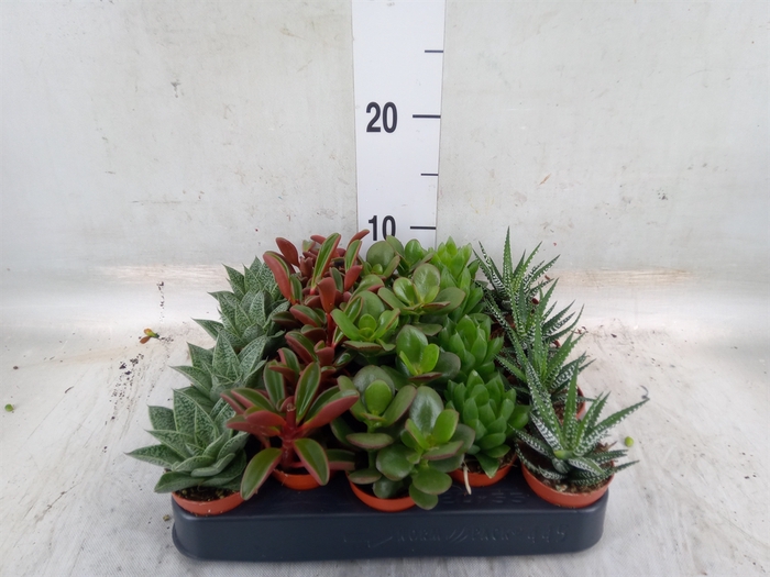 <h4>Planten  ..mix</h4>