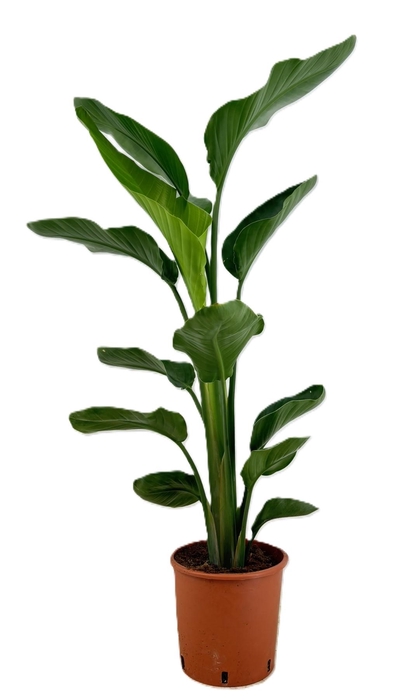 <h4>Strelitzia augusta</h4>