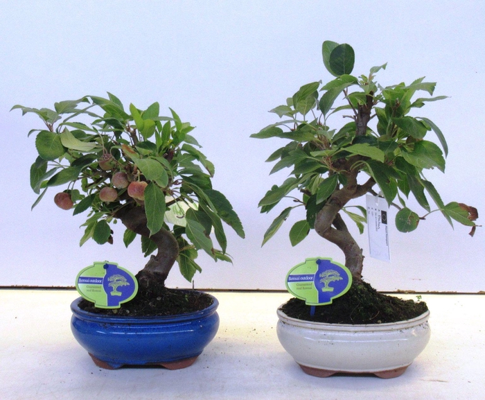 <h4>Malus domestica</h4>