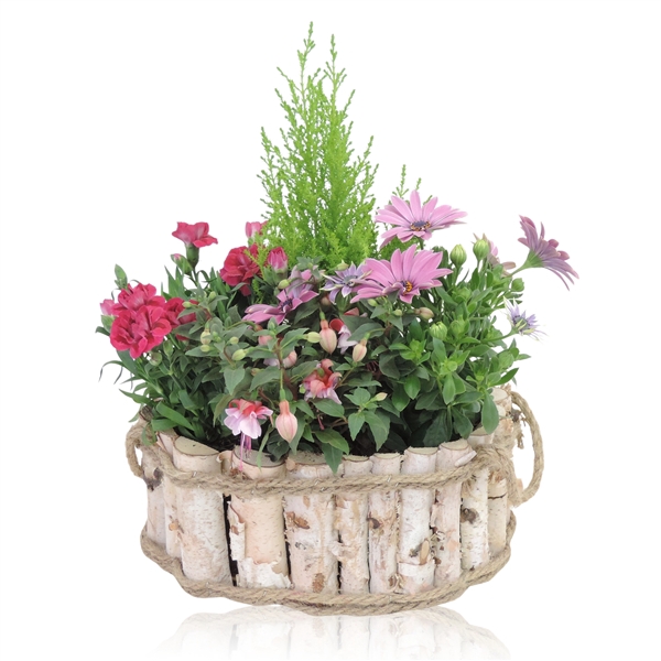 <h4>Arrangementen Narcissus 6%</h4>