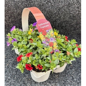 CALIB CA MM TROPICAN
