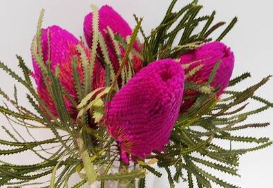 Banksia Natural Speciosa