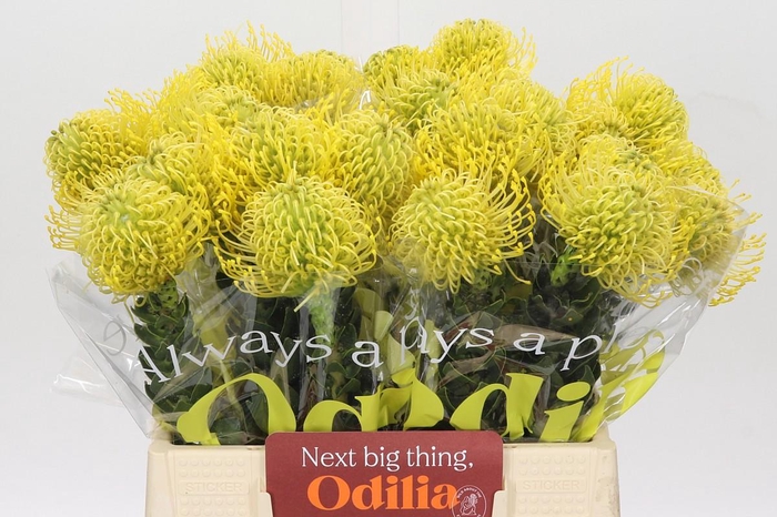 <h4>Nutans Ayoba Gold</h4>