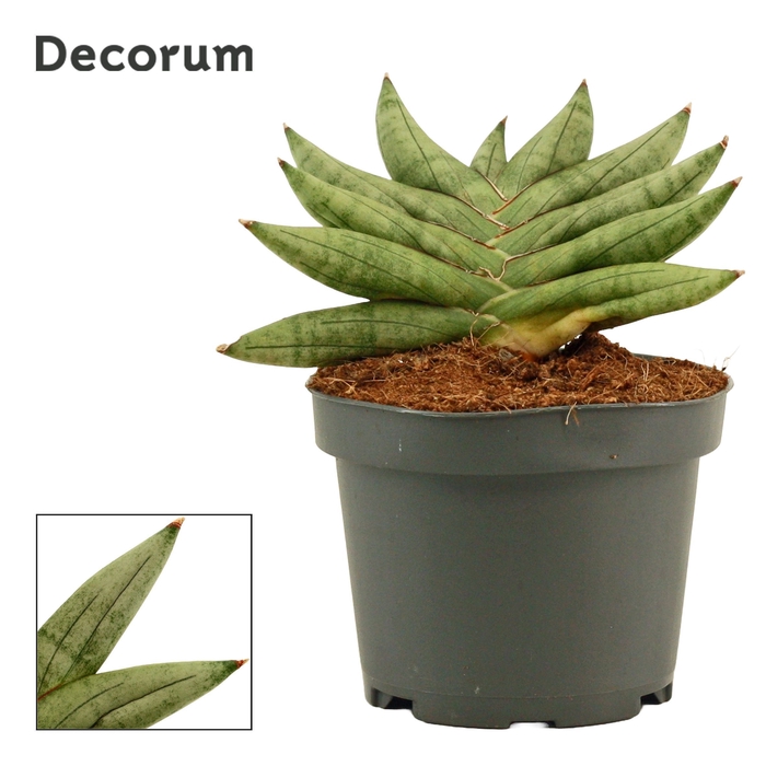 Sansevieria Artistic Fan 9 cm (Decorum)