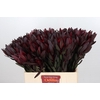 Leucadendron Saf Sunset Dark R.