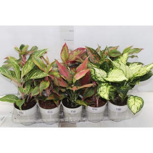 AGLAONEMA VARIADA P12