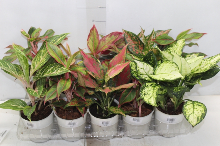<h4>AGLAONEMA VARIADA P12</h4>