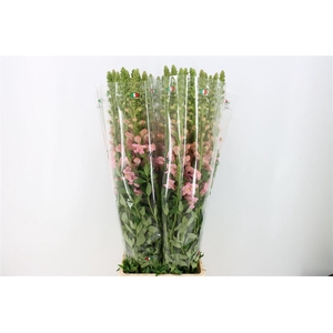 Antir Overig Light Pink