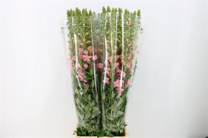 <h4>Antir Overig Light Pink</h4>