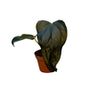 Anthurium blad