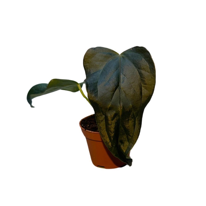 Anthurium blad