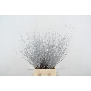 Betula Bs Paint Silver