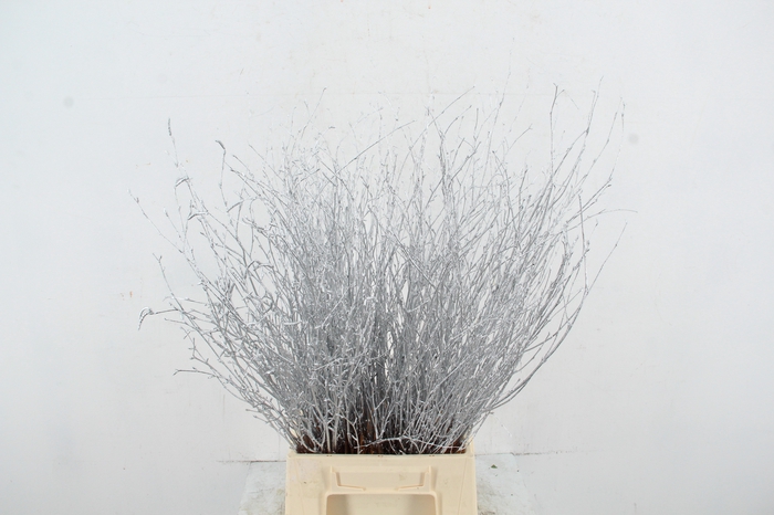 <h4>Betula Bs Paint Silver</h4>