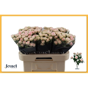 Rosa spray severina