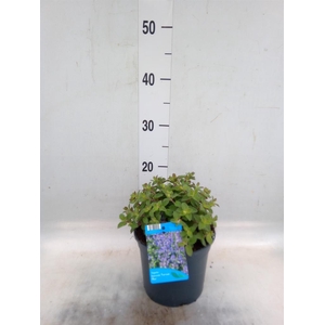 Nepeta faassenii  'Purrsian Blue'