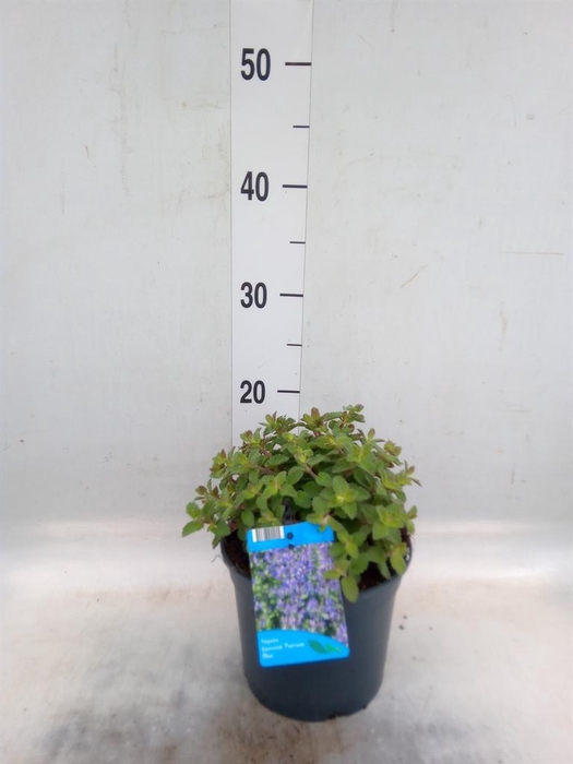 <h4>Nepeta faassenii  'Purrsian Blue'</h4>