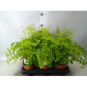 Adiantum raddi. 'Fragrans'