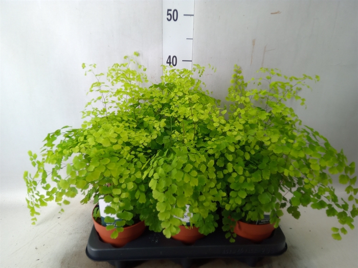 <h4>Adiantum raddi. 'Fragrans'</h4>