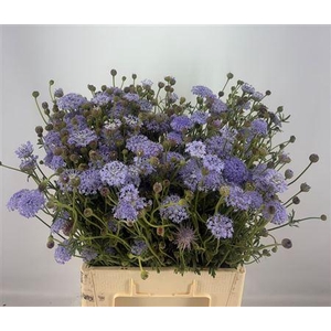 Didiscus Blauw