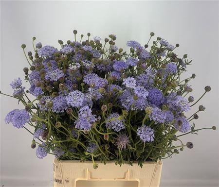<h4>Didiscus Blauw</h4>