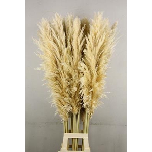 Df Pampas 140cm Natural White