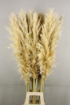<h4>Df Pampas 140cm Natural White</h4>
