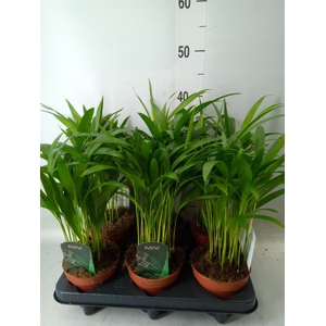 Dypsis lutescens   ...Chrysalidoca