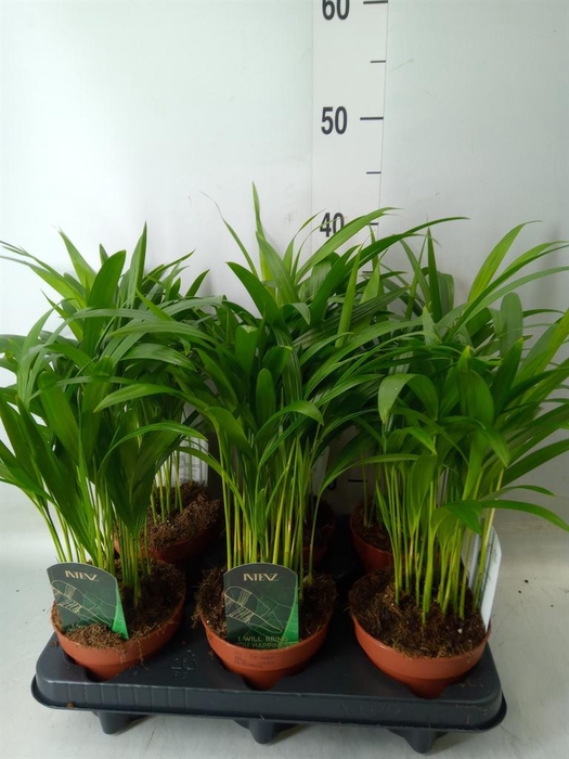 <h4>Dypsis lutescens   ...Chrysalidoca</h4>