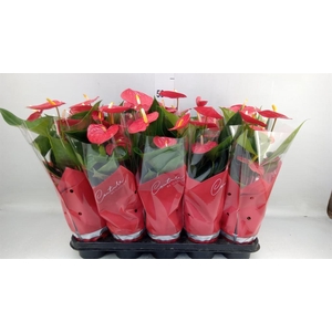 Anthurium andr. 'Esudo'