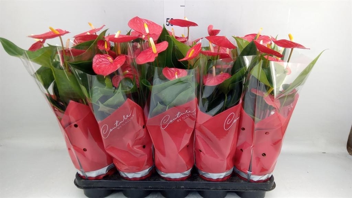 <h4>Anthurium andr. 'Esudo'</h4>