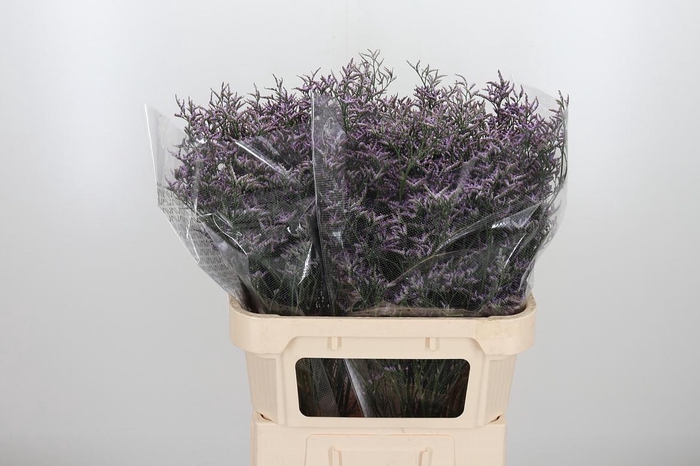 <h4>Limon Safora Lilac</h4>