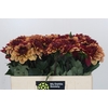 Dahlia Creme de Cognac