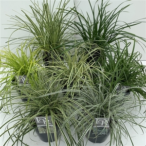 Carex mix