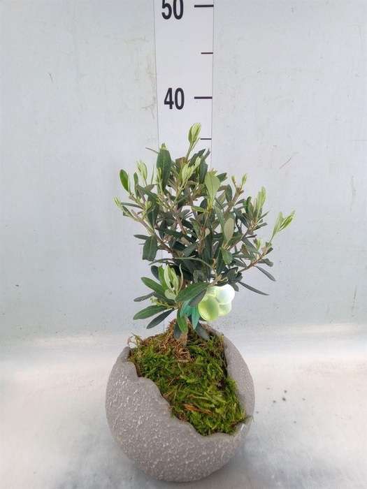 <h4>Arr.   Tuinplanten H%</h4>