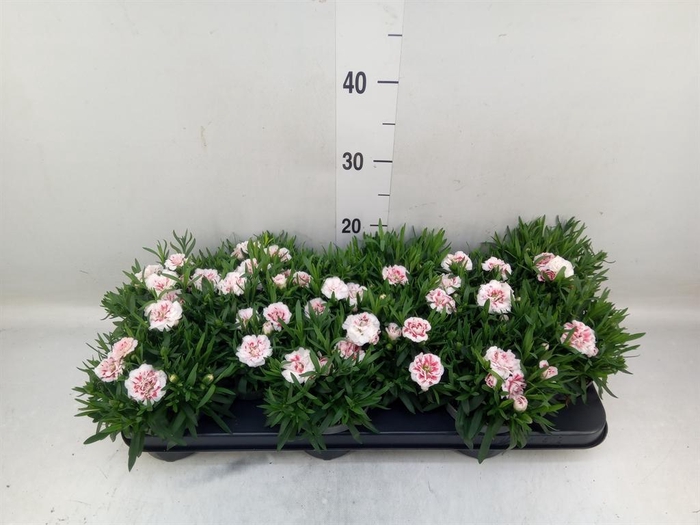 <h4>Dianthus  'Oscar White And Red'</h4>