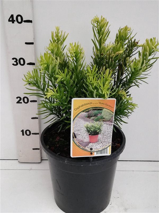 Cephalotaxus harringtonii