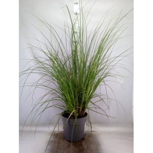 Cortaderia sell. 'Pumila'