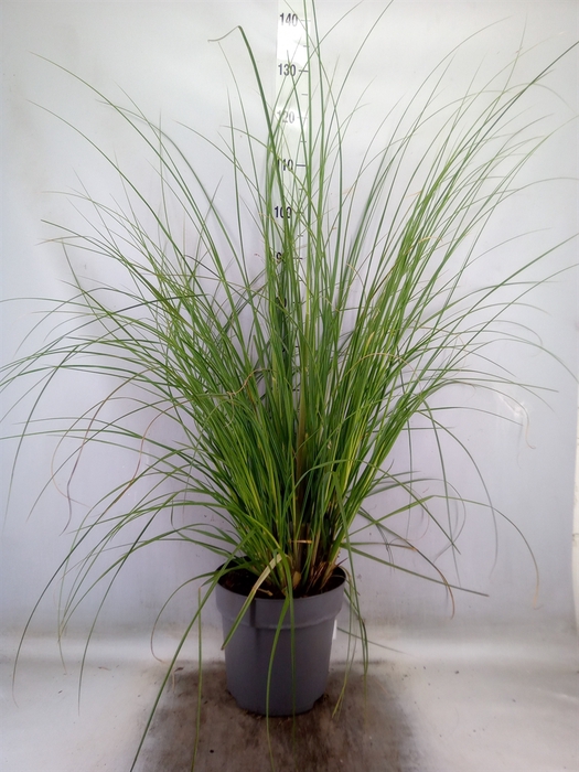 <h4>Cortaderia sell. 'Pumila'</h4>