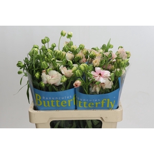 RANUNCULUS  'BUTTERFLY ARIADNE'