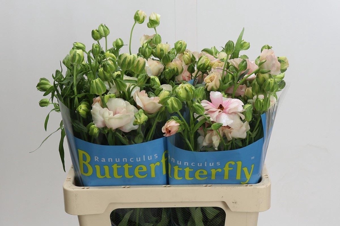 <h4>RANUNCULUS  'BUTTERFLY ARIADNE'</h4>
