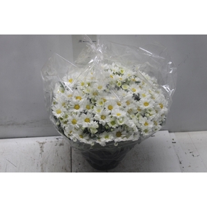 CRISANTEMO BOLA BELGA C18 BRANCO