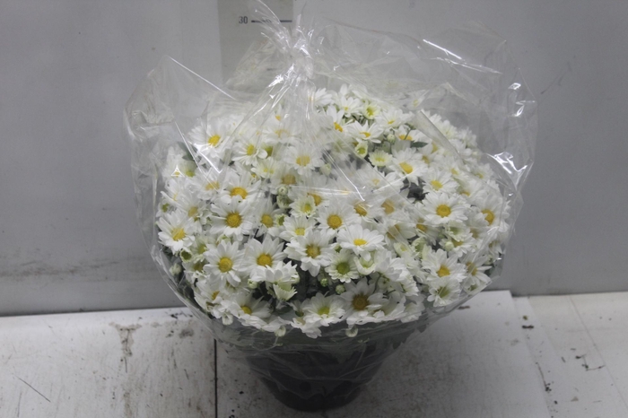 <h4>CRISANTEMO BOLA BELGA C18 BRANCO</h4>