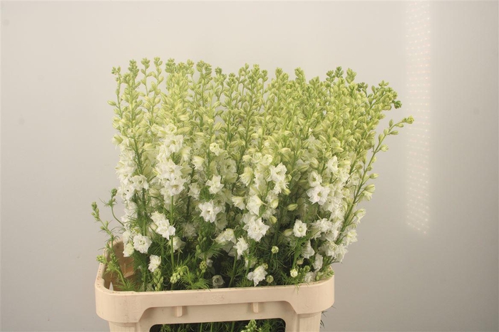 <h4>Delph Rids White</h4>