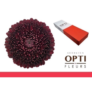 Germini Pomponi Black Pearl Doos