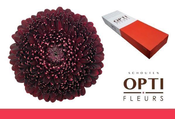 <h4>Germini Pomponi Black Pearl Doos</h4>