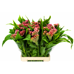 Celosia Cr Bombay Pink