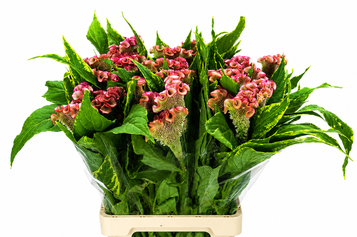 <h4>Celosia Cr Bombay Pink</h4>
