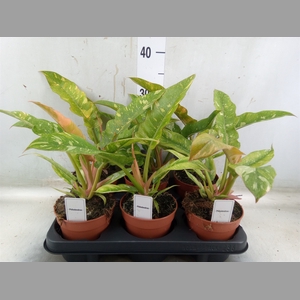 Philodendron   ...